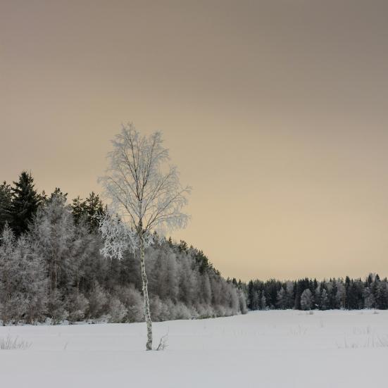 Landskab med sne og skov i skumring