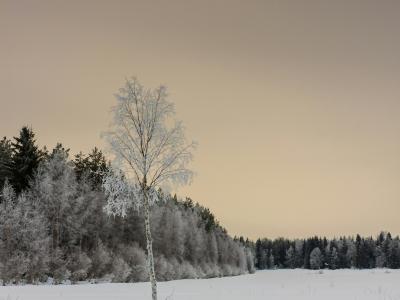 Landskab med sne og skov i skumring