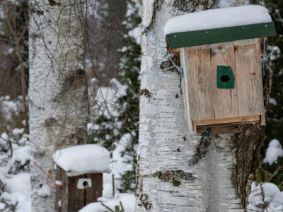 Fuglehus på birketræ i sne