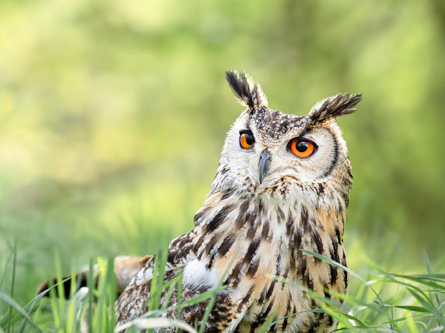 Foto af Steffan, Schack Photo